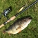 Eurasian perch