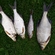 Carp bream