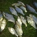 Carp bream