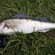 Pike perch