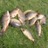 Carp