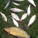 Tench