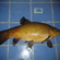 Tench