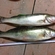 Pike perch