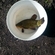 Tench