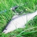 Pike perch