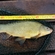 Tench