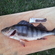 Eurasian perch