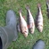 Eurasian perch