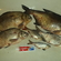 Carp bream