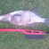Carp bream