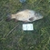 Carp