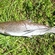 Atlantic salmon