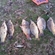 Carp