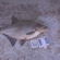 Carp bream