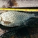 Carp bream