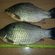 Prussian carp