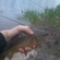 Carp