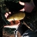 Tench