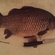 Crucian carp