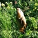 Tench