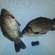Prussian carp