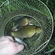 Tench