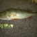 Eurasian perch