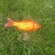 Crucian carp
