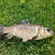 Prussian carp