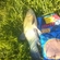 Tench