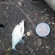 Silver Bream