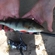 Eurasian perch
