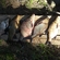 Carp bream