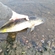 Pike perch