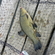 Tench