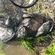 Carp bream