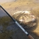 Carp bream
