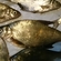 Carp bream