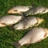 Prussian carp