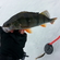 Eurasian perch