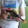 Eurasian perch