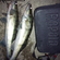 Pike perch