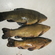 Tench