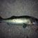 Pike perch