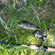 Eurasian perch