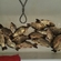 Crucian carp