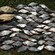 Carp bream