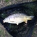 Carp