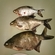 Carp bream